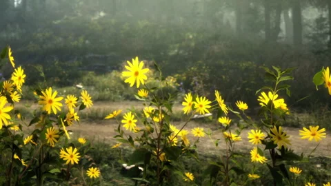 Bright yellow flowers bloom along a dirt path in a sunny forest Stock Footage 343561786