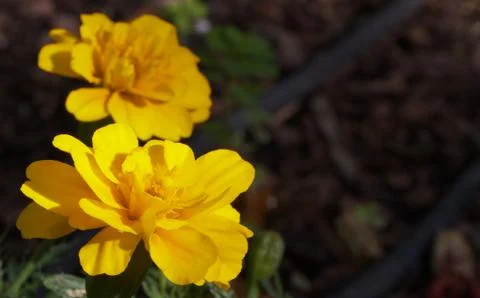 Bright yellow flowers Stock Photos