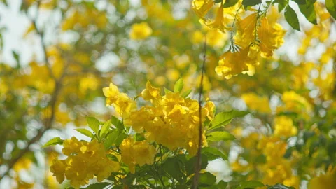 Bright Yellow Flowers on Tree with Strong Bokeh Background in Tropical Park 스톡 동영상 333601805
