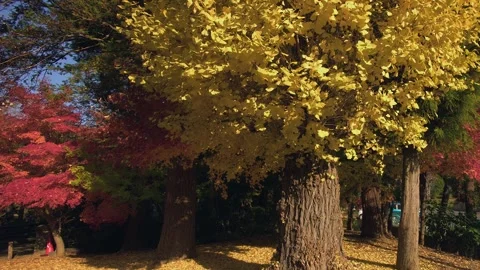 Bright yellow Ginkgo tree and red maple tree leaves in autumn sunshine Stock Footage 328161418