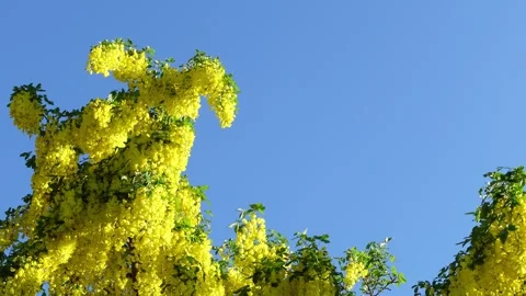 Bright yellow golden chain tree Vidéo 337538497