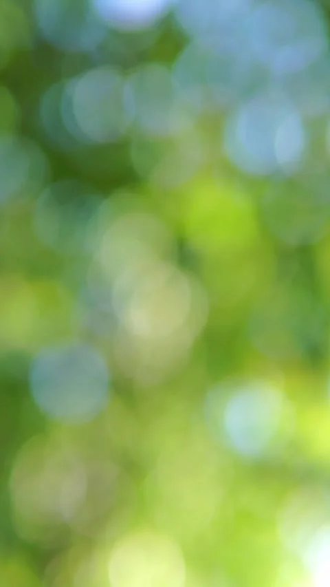 Bright Yellow Green Bokeh Pattern from Sunlit Summer Tree Foliage Stock Footage 348419731