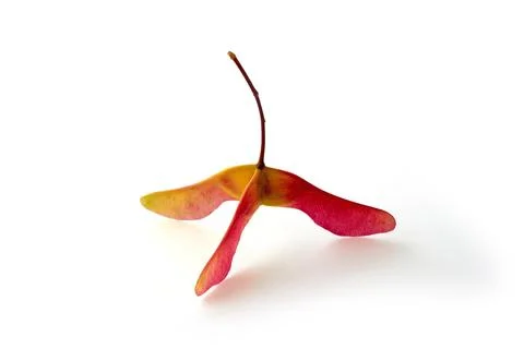 Bright yellow green maple three-lobed seed pod isolated on white background Stock Photos