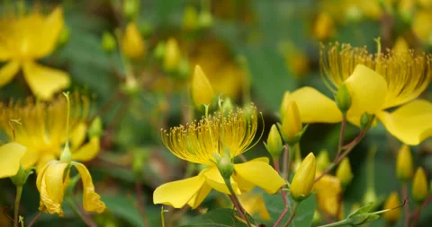 Bright Yellow Hypericum Flowers Blooming in a Lush Summer Garden Stock Footage 342098257