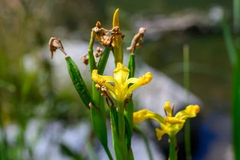Bright Yellow Iris in Bloom 스톡 사진
