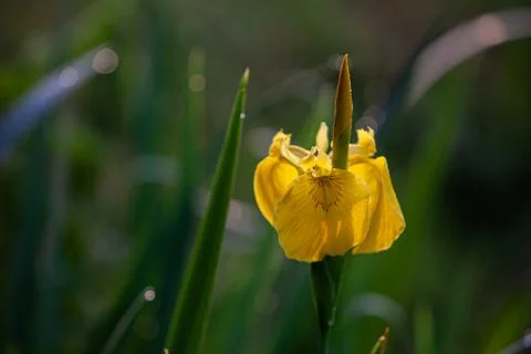 Bright yellow iris in the sun light Stock Photos