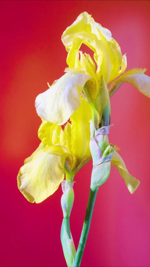 Bright yellow iris vertical macro showing slender stems Stock Footage 331322063