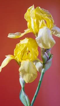 Bright yellow iris vertical macro showing slender stems and ruffled petals Stock Photos