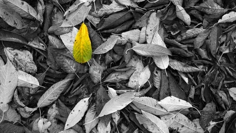 Bright yellow leaf among the dark leaves on the ground. One in a million. Stock Footage 121124673