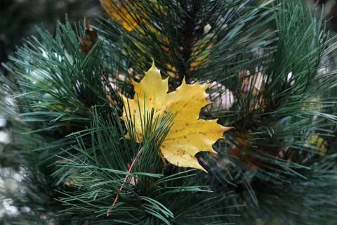 Bright yellow leaf of maple stuck in coniferous tree branches Foto stock