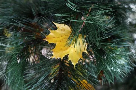 Bright yellow leaf of maple stuck in coniferous tree branches Stock Photos