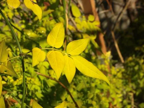 Bright Yellow Leaf 写真素材