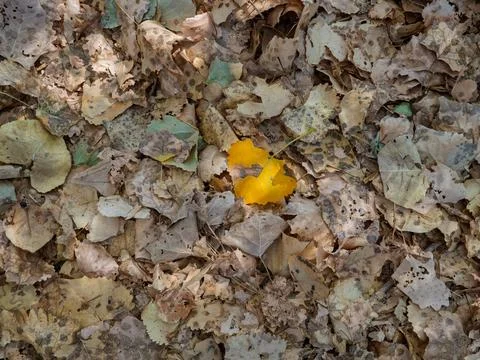 Bright Yellow Leaf Resting on Fallen Autumn Leaves Stock Photos