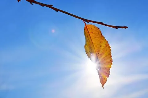 A bright yellow leaf on tree in the rays of the sun on an autumn day. Stock Photos