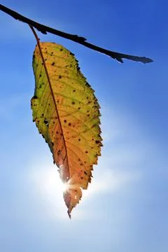 A bright yellow leaf on tree in the rays of the sun on an autumn day. Stock Photos