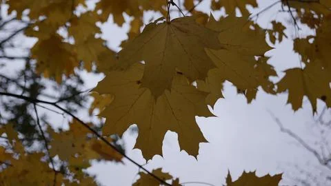 Bright Yellow Leaves Against a Solid White, Grey Autumn Sky Stock Photos