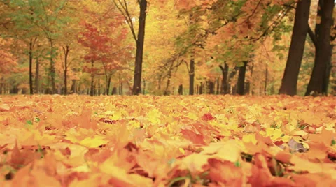 Bright yellow leaves. Bottom point of shooting. Stabilized clip Stock Footage 31822870