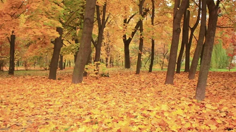 Bright yellow leaves fall from trees. Autumn Stock Footage 31822888