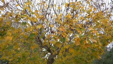 Bright Yellow Leaves Fall From Trees. Autumn Stock Footage 82970741