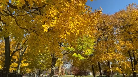 Bright yellow leaves on fall trees Stock Footage 142725912