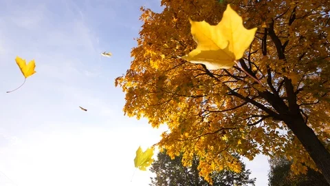 Bright yellow leaves fly down whirling from maple tree, low angle shot Stock Footage 96352858