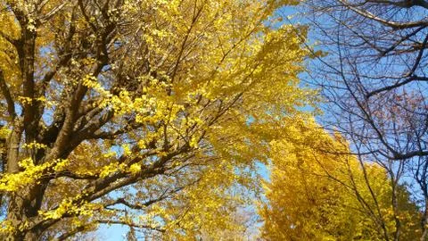 Bright yellow leaves tree with clear blue sky in the background. Stock Photos