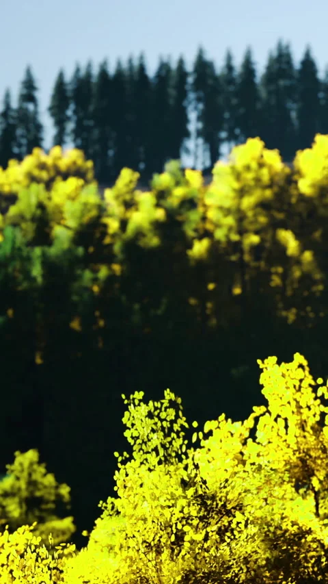 Bright yellow leaves on trees against dark green forest backdrop in autumn Stock Footage 335942295