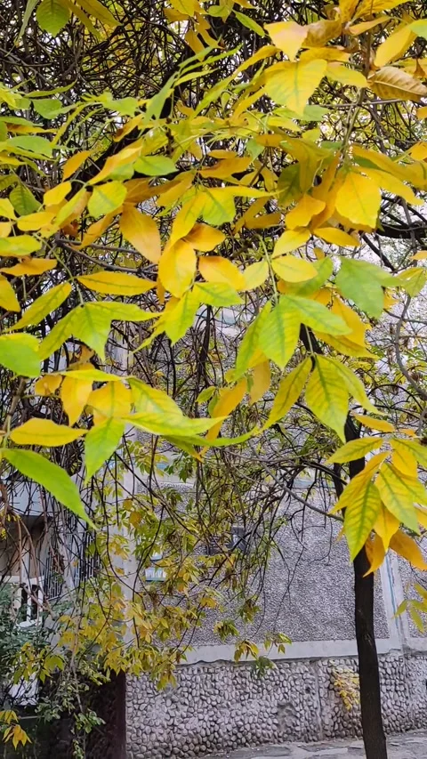 Bright yellow leaves of trees Stock Footage 288111142