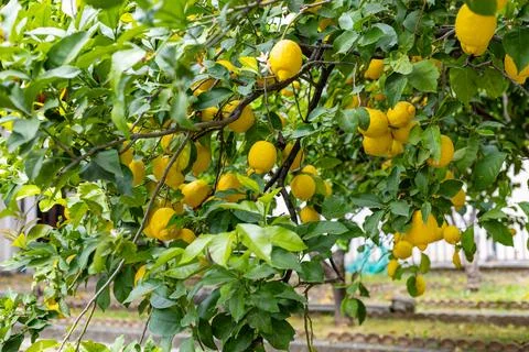 Bright yellow lemons hang in abundance on a lush green tree in a sunny garden Stock Photos