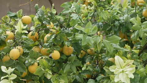 Bright yellow lemons hanging from branches after a refreshing rain, showcasing Video stock 302543225