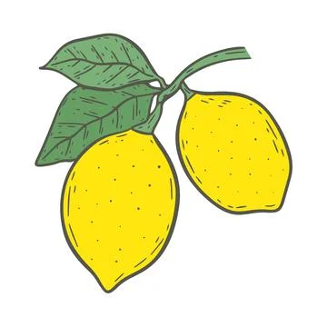 Bright yellow lemons on twig with leaves isolated vintage illustration Stock Illustration