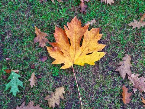 Bright yellow maple leaf and dried oak leaves laying on the ground Foto stock