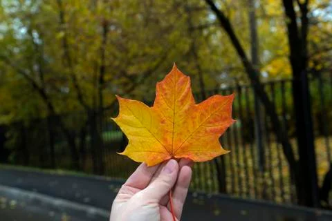 Bright yellow maple leaf on the background of autumn Stock Photos