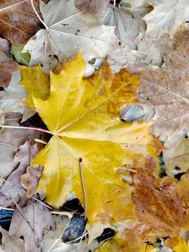 Bright yellow maple leaf on a bed of fallen leaves. Foto stock