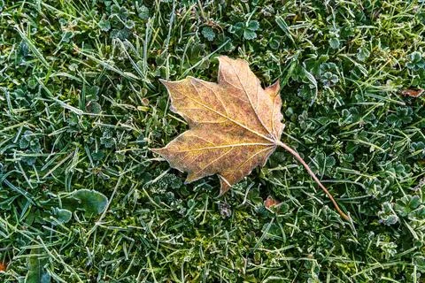 Bright yellow maple leaf covered with frost lies on green grass. Detailed a.. Stock Photos