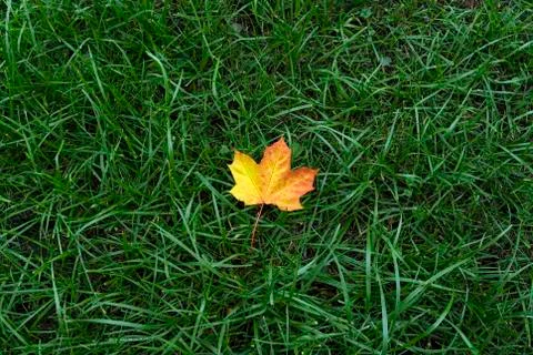 Bright yellow maple leaf on green grass Stock Photos