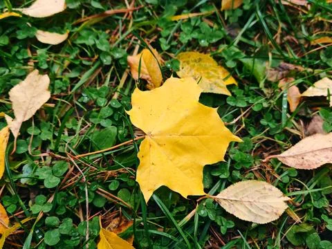 Bright Yellow Maple Leaf on Green Grass Stock Photos