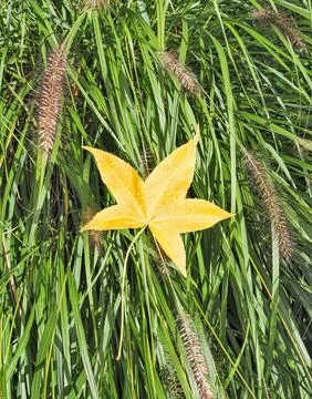 Bright yellow maple leaf on green grass background 写真素材