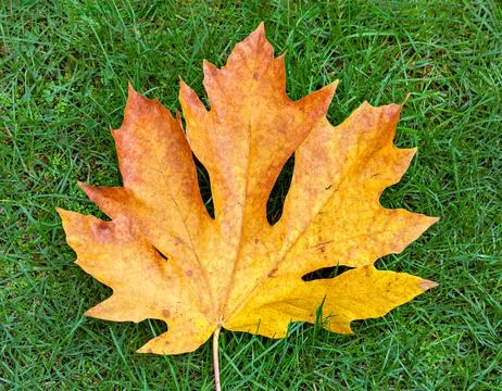 Bright yellow maple leaf on green grass background Foto stock
