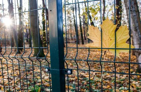 Bright yellow maple leaf hanging on the fence on autumn sunrise Stock Photos