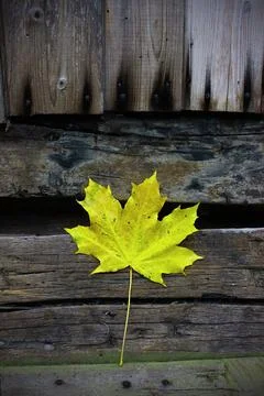 Bright yellow maple leaf on old rustic wooden background, symbol of autumn Stock Photos