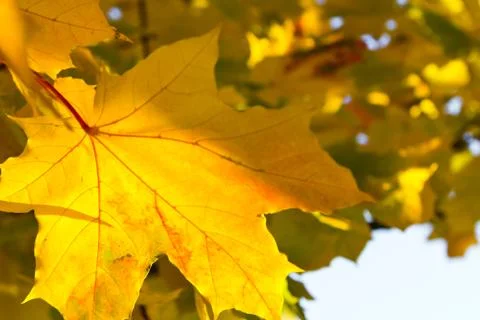 Bright yellow maple leaf Stock Photos