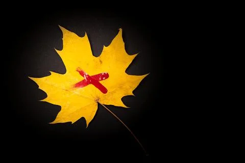Bright yellow maple leaf with red paint Stock Photos