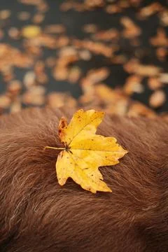 Bright yellow maple leaf resting on the soft brown fur of an Australian Shepherd Stock Photos