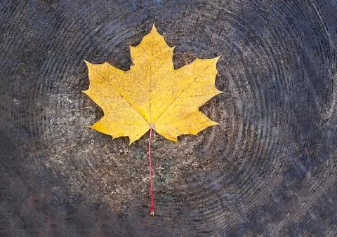 Bright yellow maple leaf on tree stump surface 스톡 사진