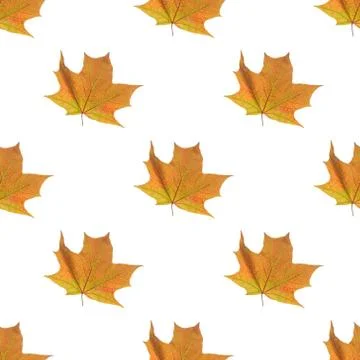 Bright yellow maple leaf on a white background. Seamless pattern. Background. Stock Photos