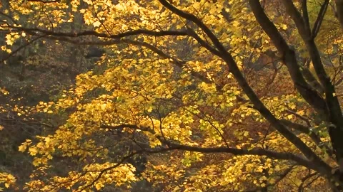 Bright Yellow Maple Leaves Dancing in Wind Stock Footage 346196239