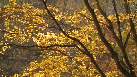 Bright Yellow Maple Leaves Dancing in Wind Stock Footage 346196242