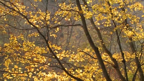 Bright Yellow Maple Leaves Dancing in Wind Stock Footage 346196244