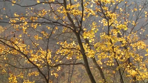 Bright Yellow Maple Leaves Dancing in Wind Stock-Footage 346196252
